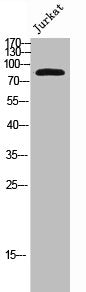 Western Blot analysis of Jurkat cells using OB-cadherin Polyclonal Antibody