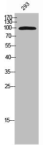 Western Blot analysis of 293 cells using Phospho-KIF20A (S528) Polyclonal Antibody