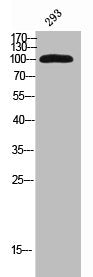 Western Blot analysis of 293 cells using KIF20A Polyclonal Antibody