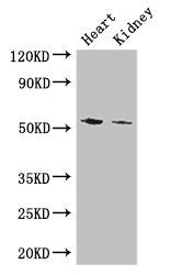 Western Blot Positive WB detected in: Mouse heart tissue, Mouse kidney tissue All lanes: CYP11B1 antibody at 3ug/ml Secondary Goat polyclonal to rabbit IgG at 1/50000 dilution Predicted band size: 58, 50 kDa Observed band size: 58 kDa