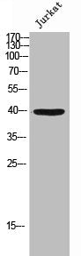 Western Blot analysis of JK cells using Phospho-TOB1 (S164) Polyclonal Antibody