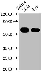 Western Blot Positive WB detected in: Zebrafish tissue, Zebrafish eye tissue All lanes: cyp26a1 at 1:2000 Secondary Goat polyclonal to rabbit IgG at 1/50000 dilution Predicted band size: 57 kDa Observed band size: 57 kDa