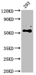 Western Blot Positive WB detected in: 293 whole cell lysate All lanes: CYP27B1 antibody at 1:2000 Secondary Goat polyclonal to rabbit IgG at 1/50000 dilution Predicted band size: 57 kDa Observed band size: 57 kDa