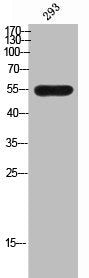 Western Blot analysis of 293 cells using WAVE2 Polyclonal Antibody