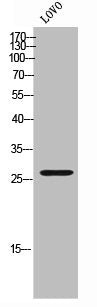 Western Blot analysis of LOVO cells using ALY Polyclonal Antibody