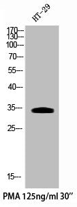Western Blot analysis of HT29+PMA cells using Phospho-Cdk5 (Y15) Polyclonal Antibody