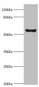 Western blot All lanes: Cytochrome P450 2F1 antibody at 8ug/ml + A549 whole cell lysate Secondary Goat polyclonal to rabbit IgG at 1/10000 dilution Predicted band size: 56, 37 kDa Observed band size: 56 kDa