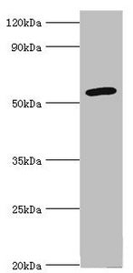 Western blot All lanes: Cytochrome P450 2F1 antibody at 8ug/ml + A549 whole cell lysate Secondary Goat polyclonal to rabbit IgG at 1/10000 dilution Predicted band size: 56, 37 kDa Observed band size: 56 kDa