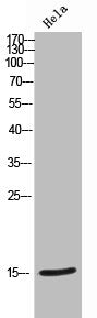 Western Blot analysis of HeLa cells using NTF2 Polyclonal Antibody