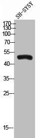 Western Blot analysis of SH-SY5Y cells using Angptl7 Polyclonal Antibody