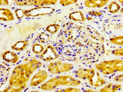 IHC image of CSB-PA006451LA01HU diluted at 1:200 and staining in paraffin-embedded human kidney tissue performed on a Leica BondTM system. After dewaxing and hydration, antigen retrieval was mediated by high pressure in a citrate buffer (pH 6.0)....