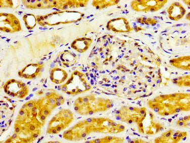 IHC image of CSB-PA006451LA01HU diluted at 1:200 and staining in paraffin-embedded human kidney tissue performed on a Leica BondTM system. After dewaxing and hydration, antigen retrieval was mediated by high pressure in a citrate buffer (pH 6.0)....