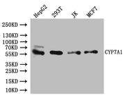 Western Blot Positive WB detected in: HepG2 whole cell lysate, 293T whole cell lysate, JK whole cell lysate, MCF7 whole cell lysate All lanes:CYP7A1 Antibody at 1:1000 Secondary Goat polyclonal to rabbit IgG at 1/50000 dilution Predicted band size...