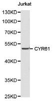 Western blot analysis of Jurkat cell lysate using CYR61 antibody.