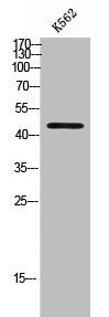 Western Blot analysis of K562 cells using NMUR1 Polyclonal Antibody