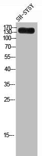 Western Blot analysis of SH-SY5Y cells using Laminin γ-3 Polyclonal Antibody