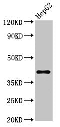 Western Blot Positive WB detected in: HepG2 whole cell lysate All lanes: DAO antibody at 7.4µg/ml Secondary Goat polyclonal to rabbit IgG at 1/50000 dilution Predicted band size: 40 kDa Observed band size: 40 kDa