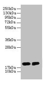 Western blot All lanes: DAOA antibody at 2µg/ml Lane 1: PC-3 whole cell lysate Lane 2: Mouse gonadal tissue Secondary Goat polyclonal to rabbit IgG at 1/10000 dilution Predicted band size: 19, 2, 10, 15 kDa Observed band size: 19 kDa