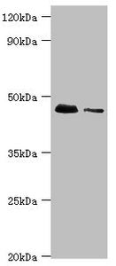 Western blot All lanes: 28S ribosomal protein S29, mitochondrial antibody at 10ug/ml Lane 1: Hela whole cell lysate Lane 2: 293T whole cell lysate Secondary Goat polyclonal to rabbit IgG at 1/10000 dilution Predicted band size: 46, 42 kDa Observed...