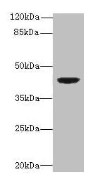 Western blot All lanes: DAPK2 antibody at 6µg/ml + Mouse brain tissue Secondary Goat polyclonal to rabbit IgG at 1/10000 dilution Predicted band size: 43, 56 kDa Observed band size: 43 kDa