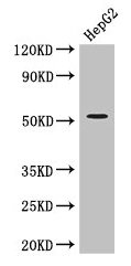 Western Blot Positive WB detected in: HepG2 whole cell lysate All lanes: DAPK3 antibody at 3.4µg/ml Secondary Goat polyclonal to rabbit IgG at 1/50000 dilution Predicted band size: 53, 38 kDa Observed band size: 53 kDa