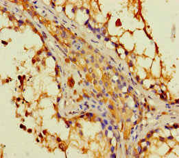 Immunohistochemistry of paraffin-embedded human testis tissue using CSB-PA006502LA01HU at dilution of 1:100