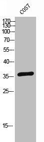 Western Blot analysis of COS-7 cells using Mindin Polyclonal Antibody
