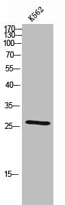 Western Blot analysis of K562 cells using Cdc42EP2 Polyclonal Antibody