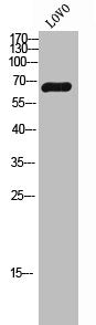 Western Blot analysis of LOVO cells using PFAAP5 Polyclonal Antibody