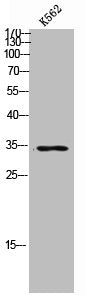 Western Blot analysis of K562 cells using Cdx2 Polyclonal Antibody