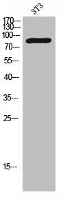 Western Blot analysis of 3T3 cells using Phospho-MerTK/Tyro3 (Y749/681) Polyclonal Antibody