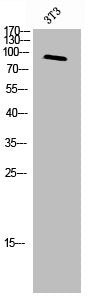 Western Blot analysis of 3T3 cells using MerTK/Tyro3 Polyclonal Antibody