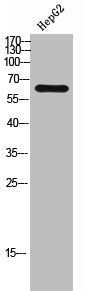 Western Blot analysis of HepG2 cells using ZnT-9 Polyclonal Antibody