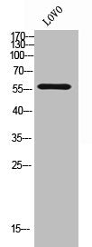 Western Blot analysis of LOVO cells using RNF15 Polyclonal Antibody