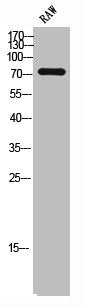 Western Blot analysis of RAW cells using NHE-6 Polyclonal Antibody