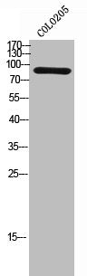 Western Blot analysis of COLO205 cells using Sec23B Polyclonal Antibody