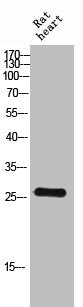 Western Blot analysis of RAT-HEART cells using v-SNARE Vti1p Polyclonal Antibody
