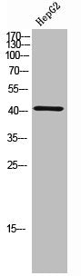 Western Blot analysis of HepG2 cells using Phospho-C/EBP α (T230) Polyclonal Antibody