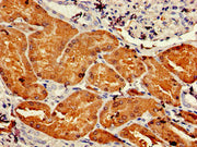 Immunohistochemistry of paraffin-embedded human kidney tissue using CSB-PA006583LA01HU at dilution of 1:100