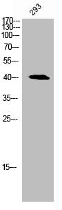Western Blot analysis of 293 cells using C/EBP α Polyclonal Antibody
