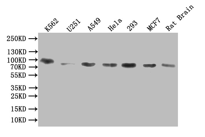 Western Blot Positive WB detected in: K562 whole cell lysate, U251 whole cell lysate, A549 whole cell lysate, Hela whole cell lysate, 293 whole cell lysate, MCF7 whole cell lysate, Rat Brain tissue lysate All lanes: DDHD2 antibody at 1:1000 Second...