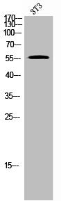 Western Blot analysis of 3T3 cells using TIP60 Polyclonal Antibody