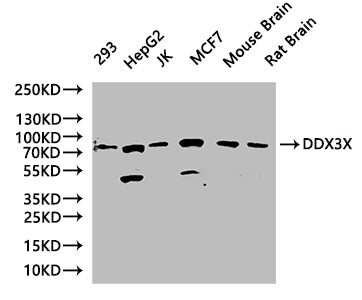 Western Blot Positive WB detected in:293 whole cell lysate, HepG2 whole cell lysate, JK whole cell lysate, MCF7 whole cell lysate, Mouse Brain tissue lysate, Rat Brain tissue lysate All lanes:DDX3 Antibody at 1:1000 Secondary Goat polyclonal to ra...