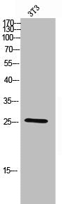 Western Blot analysis of 3T3 cells using C/EBP ε Polyclonal Antibody