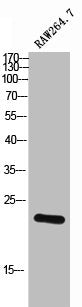 Western Blot analysis of RAW264.7 cells using C/EBP γ Polyclonal Antibody