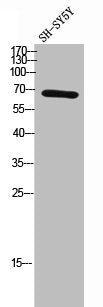 Western Blot analysis of SH-SY5Y cells using SLU7 Polyclonal Antibody