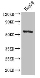 Western Blot Positive WB detected in: HepG2 whole cell lysate All lanes: DDX6 antibody at 2.8µg/ml Secondary Goat polyclonal to rabbit IgG at 1/50000 dilution Predicted band size: 55 kDa Observed band size: 55 kDa
