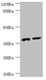 Western blot All lanes: DEDD antibody at 0.56ug/ml Lane 1: Mouse lung tissue Lane 2: Mouse thymus tissue Secondary Goat polyclonal to rabbit IgG at 1/10000 dilution Predicted band size: 37, 41 kDa Observed band size: 37 kDa