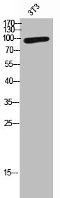 Western Blot analysis of 3T3 cells using USP16 Polyclonal Antibody