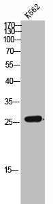 Western Blot analysis of K562 cells using Cdc42EP3 Polyclonal Antibody
